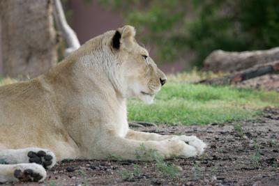 Phoenix Lioness