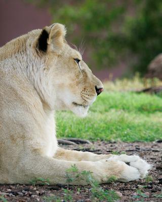 Phoenix Lioness sharpened