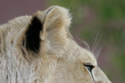 Phoenix Lioness cropped