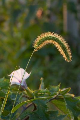 CRW_6501.jpg