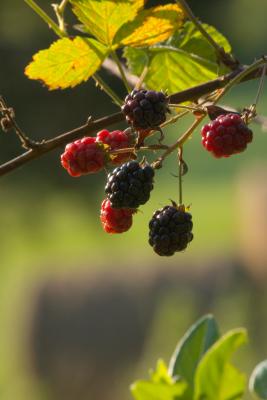 CRW_6556.jpg