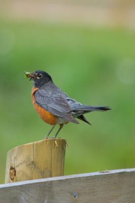 American Robin
