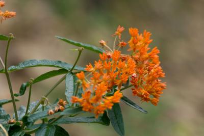 CRW_6619.jpg