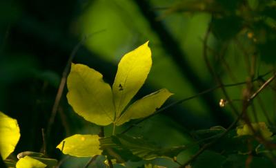 CRW_6677.jpg