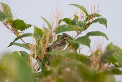 Juvenile Indigo Bunting (?)