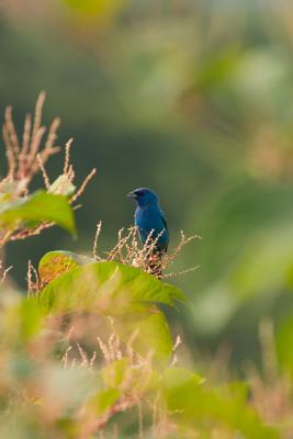 Indigo Bunting