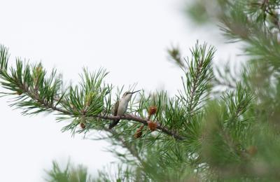 Ruby Throated Hummingbird