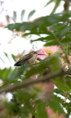 Ruby Throated Hummingbird