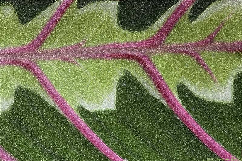 : Leaf Sparkle :