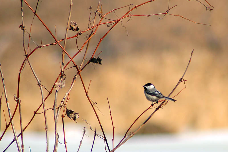 Black-Capped Chicadee