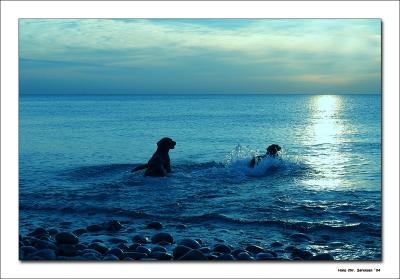Dogs in the sea