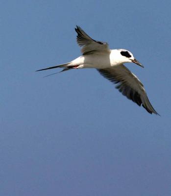 IMG_1941 terns.jpg