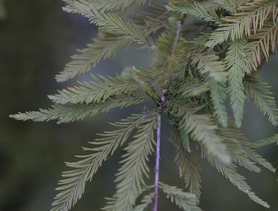 cypress-leaf.jpg