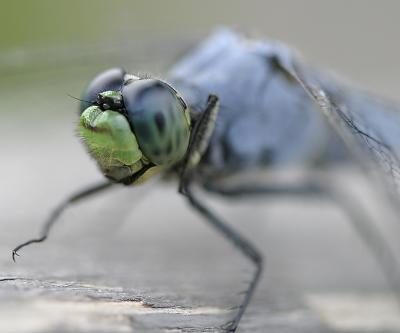 dragonfly2207.jpg