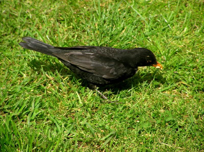 Blackbird
