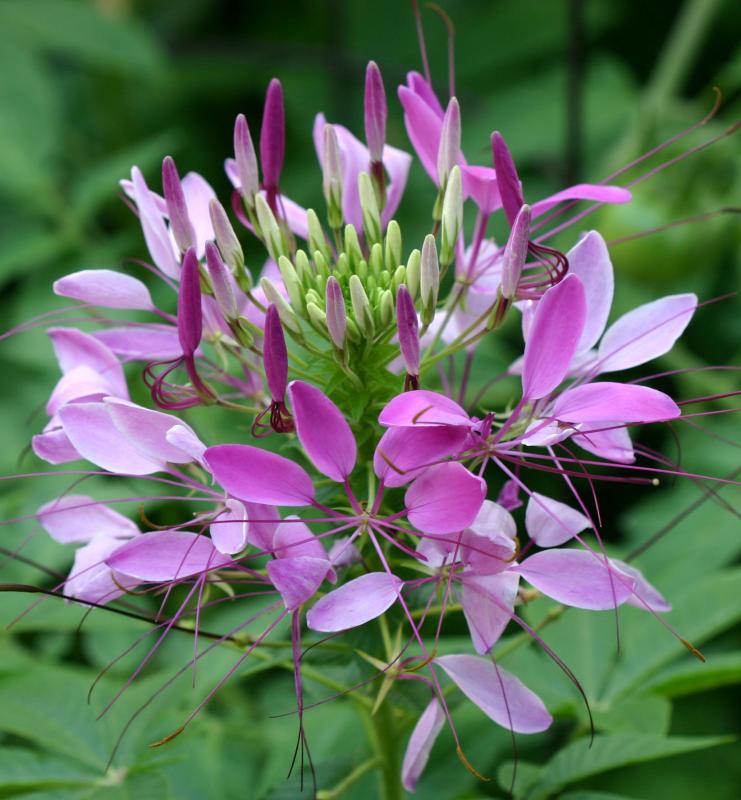 Cleome or Spider Flower