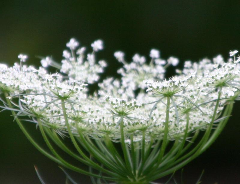 Queen Anns Lace
