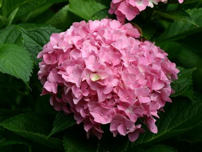 Pink Hydrangea