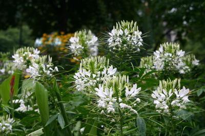White Cleome or Spider Flowers