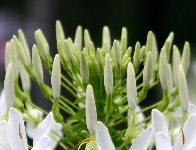 Crown of a White Cleome or Spider Flower