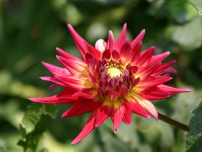 Red Dahlia