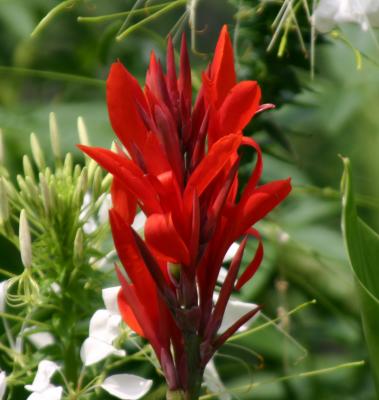 Red Cana & White Cleome