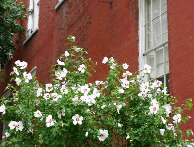 Hibiscus Bush at Fifth Ave & WSN