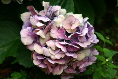 Hydrangea at NYU Garden on Fifth Ave near WSN