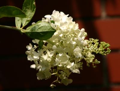 White Hydrangea on Fifth Ave near WSN