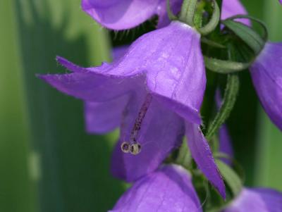 Blue Violet Bell Flower LPCG