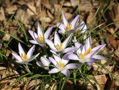 Crocuses