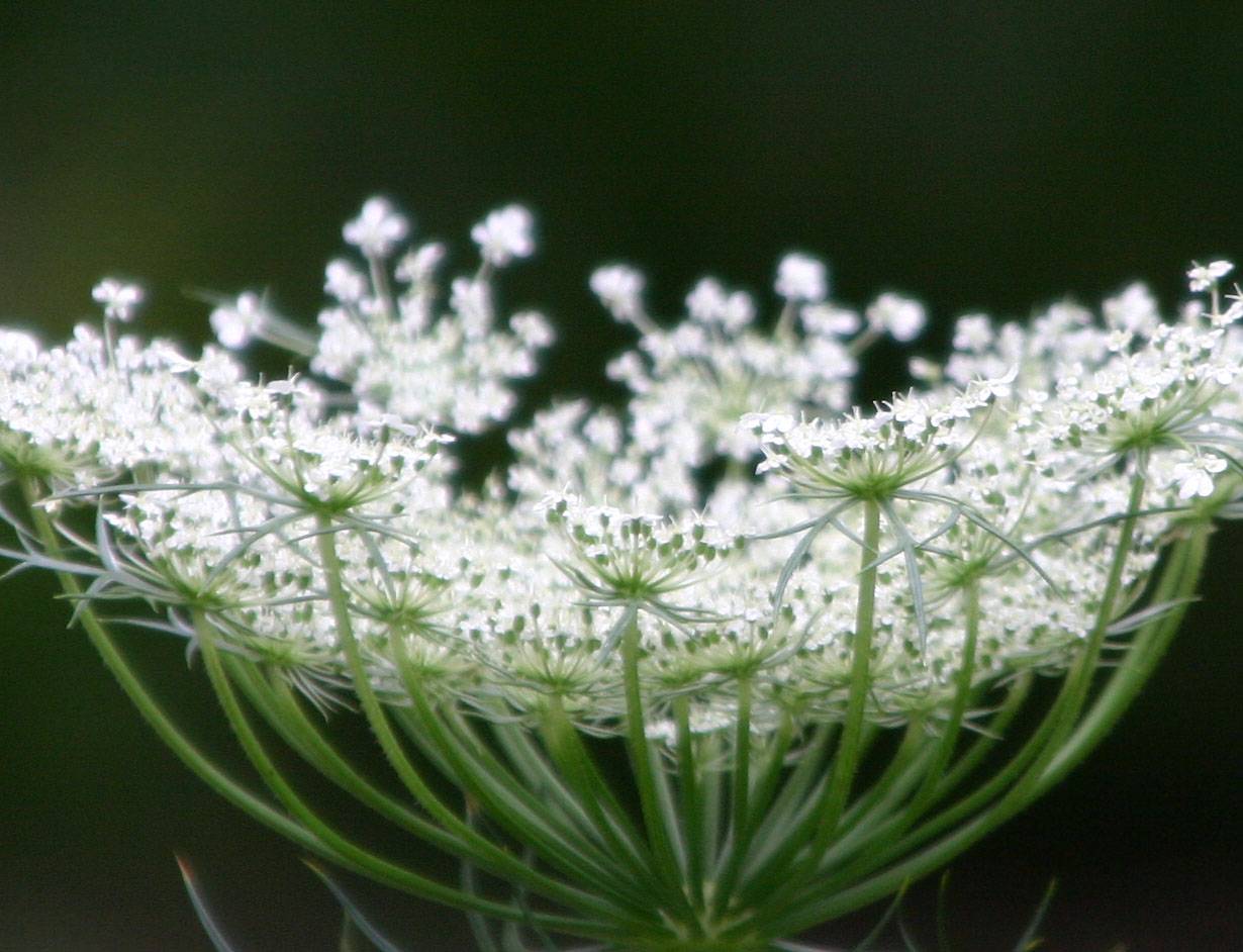 Queen Anns Lace