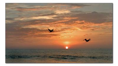 Pelican Sunrise