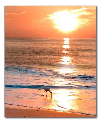 Ibis at Sunrise