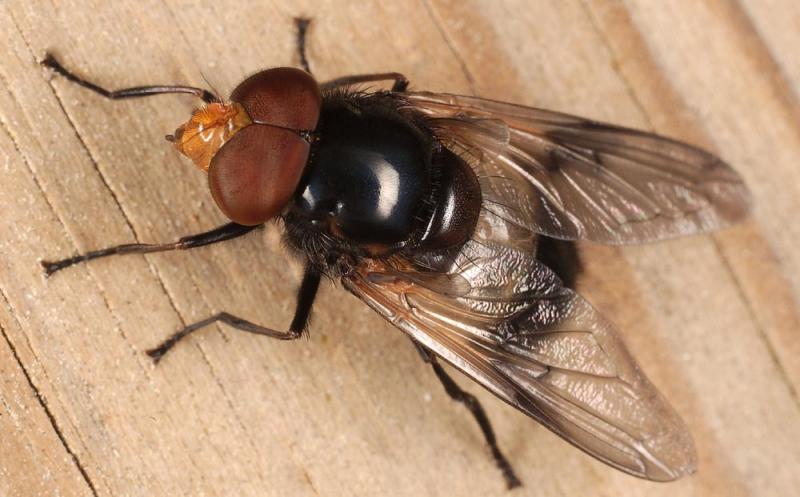 Volucella-pellucens.jpg