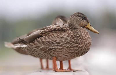 Anas-platyrhynchos.jpg
