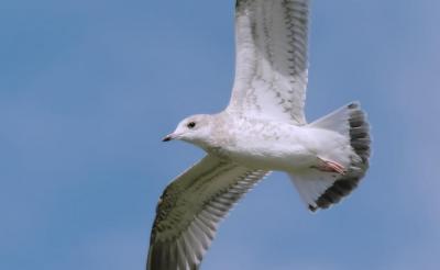 Larus-canus-in-flight.jpg