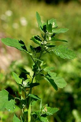 Chenopodium-album.jpg