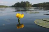 Nuphar-lutea2.jpg