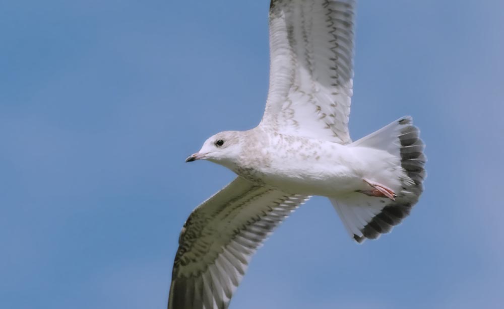 Larus-canus-in-flight.jpg