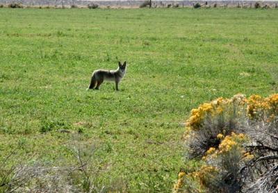 Coyote