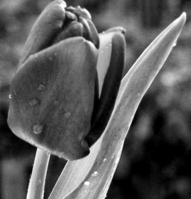 A Tulip for my Best Friend (Black and White)