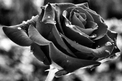 A Simple Rose (harsh black and white)
