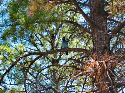 Bird in Tree Arizona.jpg