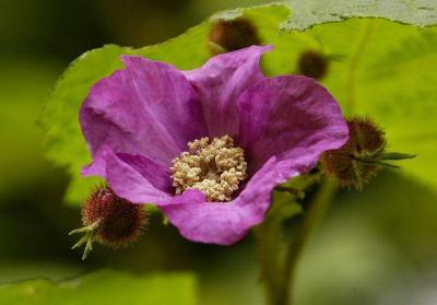 DSC_3072.jpg