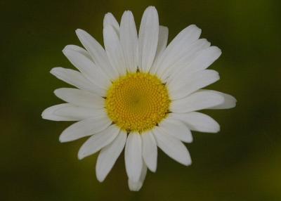 DSC_4002.jpg