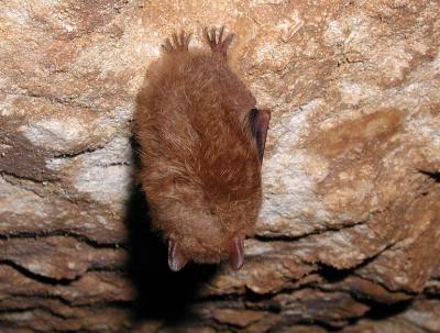 Bat sleeping in a cave