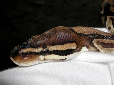 Boa crawling up my arm