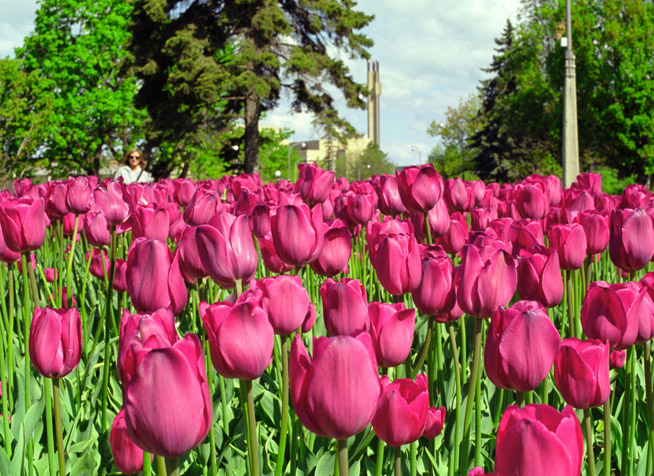 Big Flowers.jpg