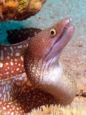 Moray Eel